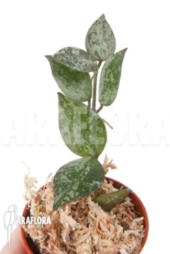 Hoya Lacunosa 'Silver Leaves'