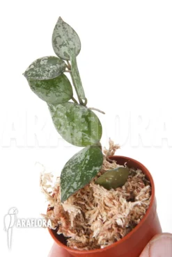 Hoya Lacunosa 'Silver Leaves' -Green Haven Sales Store Hoya lacunosa Silver leaves 3