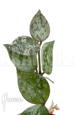 Hoya Lacunosa 'Silver Leaves' -Green Haven Sales Store Hoya lacunosa Silver leaves 4