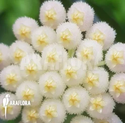 Hoya Lacunosa 'Silver Leaves' -Green Haven Sales Store Hoya lacunosa Silver leaves 5