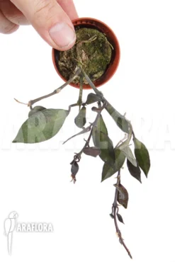 Hoya Lacunosa 'Silver Leaves' Type B