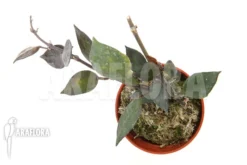 Hoya Lacunosa 'Silver Leaves' Type B -Green Haven Sales Store Hoya lacunosa Silver leaves TypeB 3