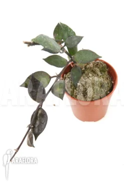 Hoya Lacunosa 'Silver Leaves' Type B -Green Haven Sales Store Hoya lacunosa Silver leaves TypeB 4