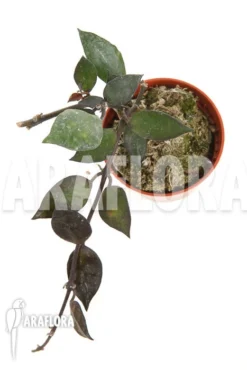 Hoya Lacunosa 'Silver Leaves' Type B -Green Haven Sales Store Hoya lacunosa Silver leaves TypeB 5