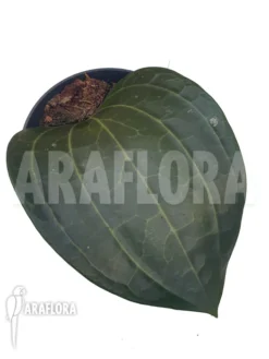 Hoya Latifolia -Green Haven Sales Store Hoya latifolia 2