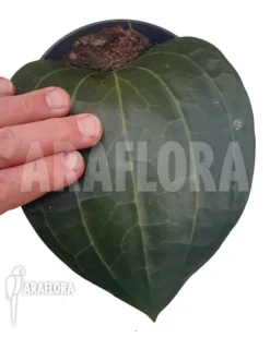 Hoya Latifolia -Green Haven Sales Store Hoya latifolia 3