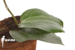 Hoya Latifolia -Green Haven Sales Store Hoya latifolia 5