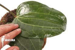 Hoya Latifolia -Green Haven Sales Store Hoya latifolia 6