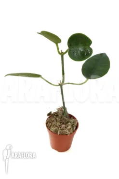 Hoya Lauterbachii -Green Haven Sales Store Hoya lauterbachii 4