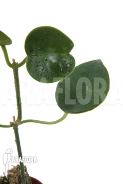 Hoya Lauterbachii -Green Haven Sales Store Hoya lauterbachii 5