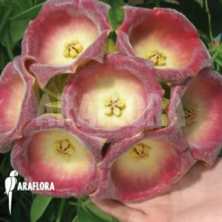 Hoya Lauterbachii -Green Haven Sales Store Hoya lauterbachii 6