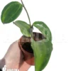 Hoya Macrophylla Baibua