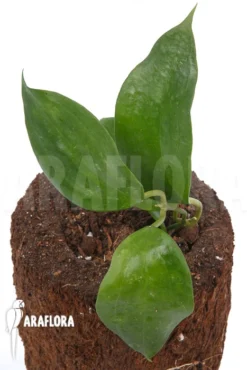 Hoya Macrophylla 'Big Leaf' -Green Haven Sales Store Hoya macrophylla Big Leaf 3