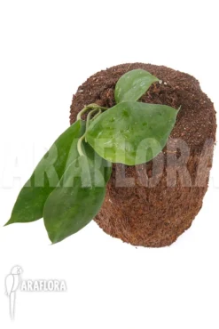 Hoya Macrophylla 'Big Leaf' -Green Haven Sales Store Hoya macrophylla Big Leaf 4