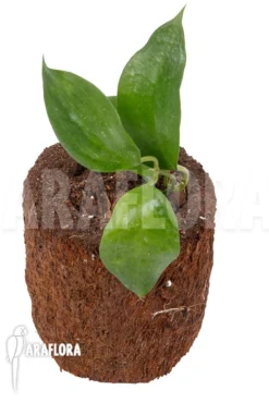 Hoya Macrophylla 'Big Leaf' -Green Haven Sales Store Hoya macrophylla Big Leaf 5