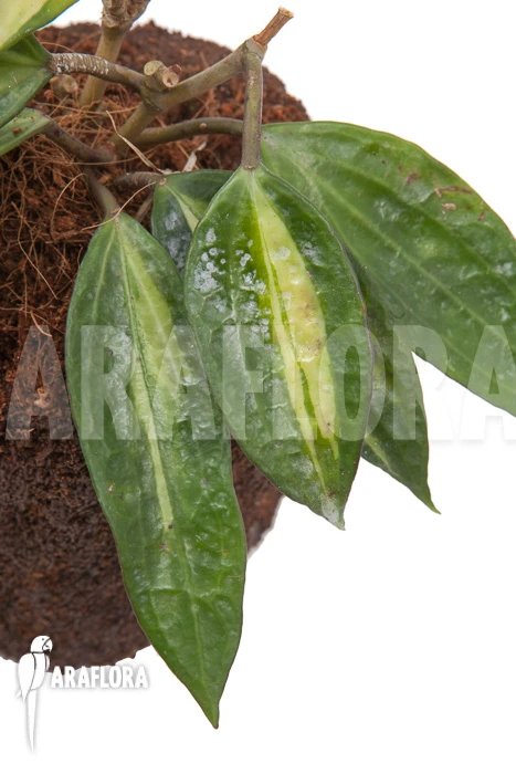 Hoya Macrophylla Variegata 1 Hoya Macrophylla Variegata
