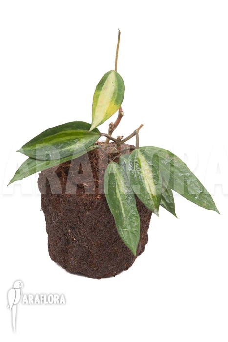 Hoya Macrophylla Variegata 6 Hoya Macrophylla Variegata - Image 6