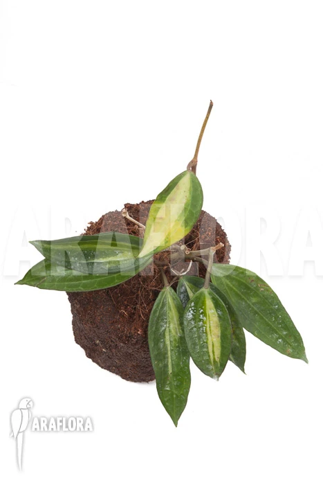 Hoya Macrophylla Variegata 5 Hoya Macrophylla Variegata - Image 5