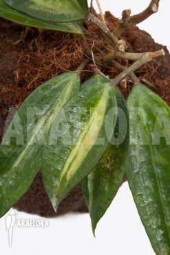 Hoya Macrophylla Variegata 8 Hoya Macrophylla Variegata -Green Haven Sales Store Hoya macrophylla variegata 5