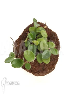 Hoya Mathide -Green Haven Sales Store Hoya mathide 4