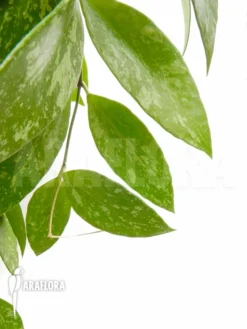 Hoya Memoria Formerly Gracilis