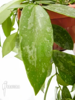 Hoya Memoria Formerly Gracilis -Green Haven Sales Store Hoya memoria Fomerly gracilis 3