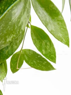 Hoya Memoria Formerly Gracilis -Green Haven Sales Store Hoya memoria Fomerly gracilis 4