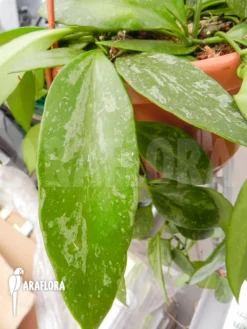 Hoya Memoria Formerly Gracilis -Green Haven Sales Store Hoya memoria Fomerly gracilis 5