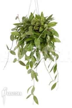 Hoya Memoria Formerly Gracilis -Green Haven Sales Store Hoya memoria Fomerly gracilis 6