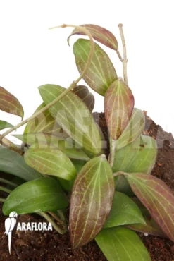 Hoya Merrillii (long Leaf) 'L'