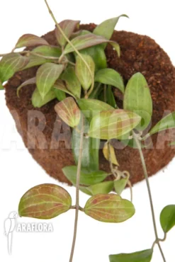 Hoya Merrillii (long Leaf) 'L' -Green Haven Sales Store Hoya merrillii long leaf L 3