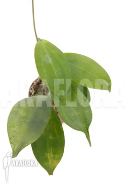 Hoya Neo-ebudica -Green Haven Sales Store Hoya neo ebudica 3