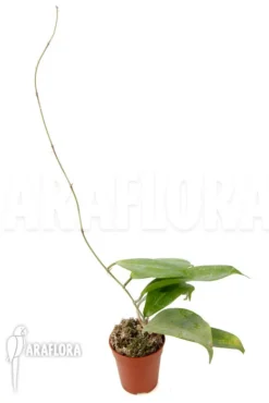 Hoya Neo-ebudica -Green Haven Sales Store Hoya neo ebudica 4