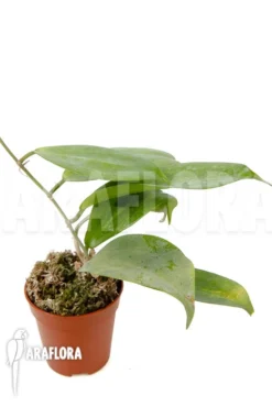 Hoya Neo-ebudica -Green Haven Sales Store Hoya neo ebudica 5