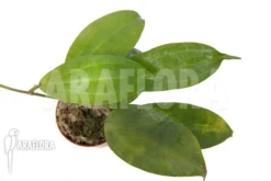 Hoya Neo-ebudica -Green Haven Sales Store Hoya neo ebudica 6