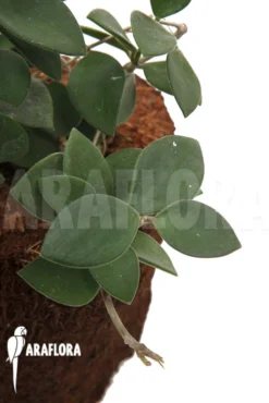 Hoya Nummularioides 'M'