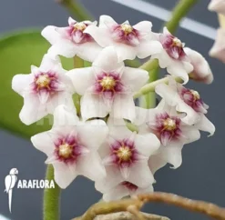 Hoya Nummularioides 'S' -Green Haven Sales Store Hoya nummularioides M 3 1