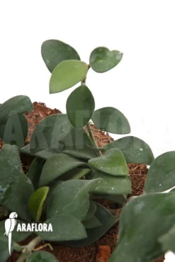 Hoya Nummularioides 'S'