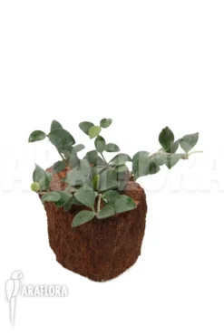 Hoya Nummularioides 'S' -Green Haven Sales Store Hoya nummularioides S 2