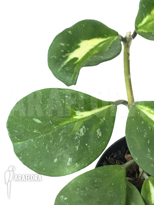 Hoya Obovata Variegated 'Splash' 1 Hoya Obovata Variegated 'Splash'