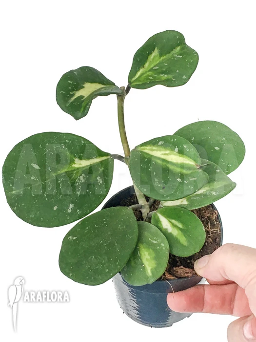 Hoya Obovata Variegated 'Splash' 5 Hoya Obovata Variegated 'Splash' - Image 5