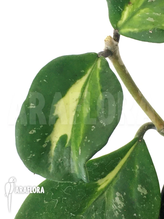 Hoya Obovata Variegated 'Splash' 2 Hoya Obovata Variegated 'Splash' - Image 2