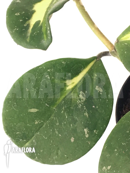 Hoya Obovata Variegated 'Splash' 4 Hoya Obovata Variegated 'Splash' - Image 4