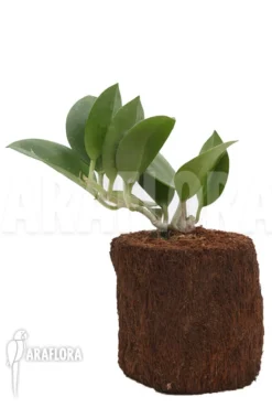 Hoya Pachyclada -Green Haven Sales Store Hoya pachyclada 2