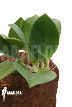 Hoya Pachyclada -Green Haven Sales Store Hoya pachyclada 3