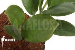 Hoya Pachyclada -Green Haven Sales Store Hoya pachyclada 5