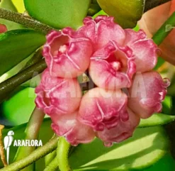 Hoya Pachyclada -Green Haven Sales Store Hoya pachyclada 6