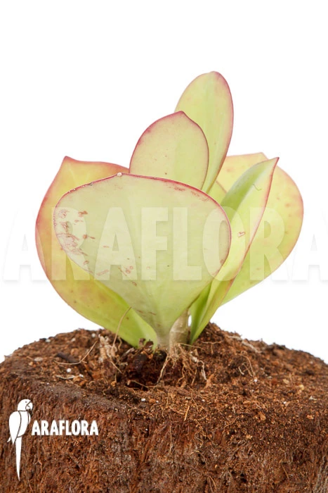 Hoya Pachyclada 'Pink Leaf' 1 Hoya Pachyclada 'Pink Leaf'