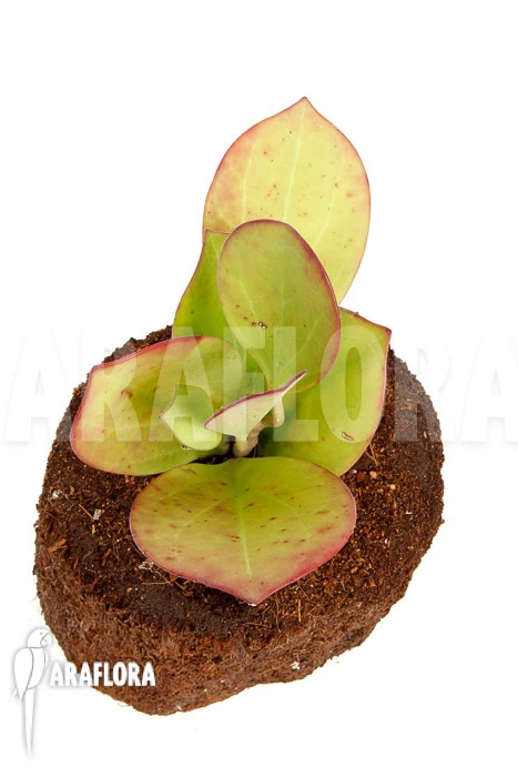 Hoya Pachyclada 'Pink Leaf' 2 Hoya Pachyclada 'Pink Leaf' - Image 2