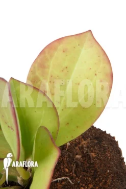 Hoya Pachyclada 'Pink Leaf' 6 Hoya Pachyclada 'Pink Leaf' -Green Haven Sales Store Hoya pachyclada Pink Leaf 3